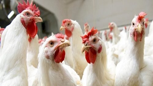 أسعار الفراخ اليوم الأربعاء 8 أغسطس 2023