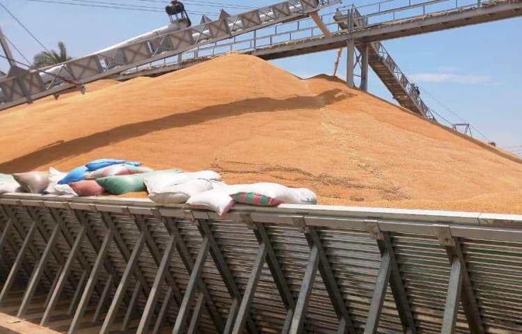 ١٢٤ ألف و٣٠٣ طن قمح دخلت شون وصوامع سوهاج