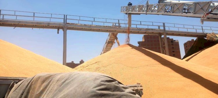 ١٢٤ ألف و٣٠٣ طن قمح دخلت شون وصوامع سوهاج