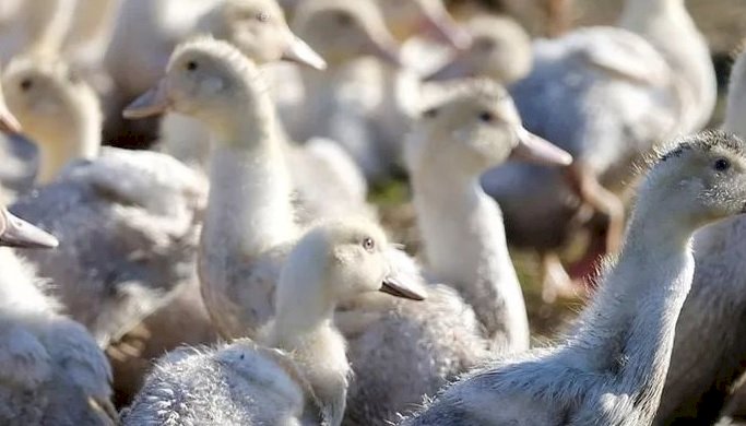 في دراسة خطيرة :جين بشرى يحمى من فيروسات إنفلونزا الطيور