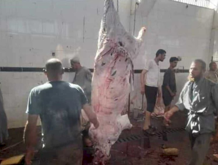 محافظ المنيا : ذبح ٨٥٣ رأس ماشية بالمجان فى مجازر المحافظة