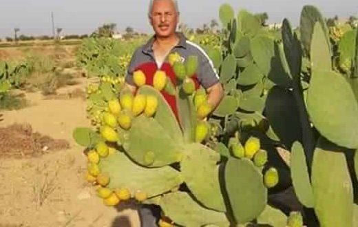 نقيب الفلاحين: أزرعوا التين الشوكي ولن تندموا
