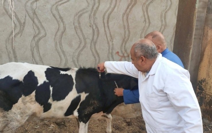 اليوم.. انطلاق الحملة القومية لتحصين الماشية ضد الحمى القلاعية والوادي المتصدع بالمنيا