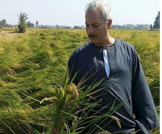 نقيب الفلاحين: سنزرع 4 مليون فدان من الاقماح الموسم المقبل