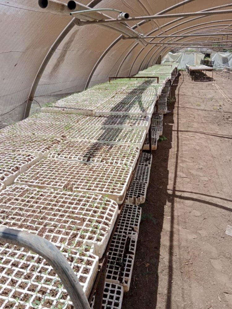 رغم شدة الحرارة الزراعة تجهز تقاوي القمح وشتلات النخيل والزيتون