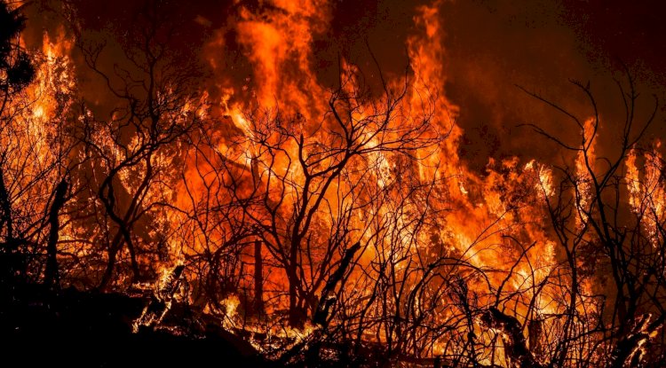 ارتفاع ضحايا الحرائق بالجزائر الي 34 قتيلا