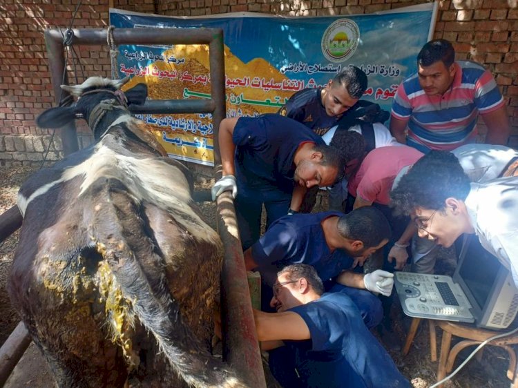 فحص حوالي ٦ الاف راس ماشية بمحافظة بني سويف ضمن مبادرة حياة كريمة