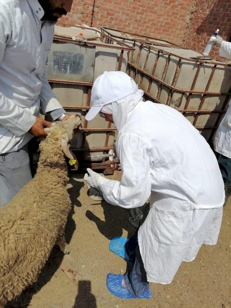 الاطباء البيطريين بالزراعة يقومون باعطاء اكثر من   ٢.٤مليون جرعة ضد مرضي الحمي القلاعية والوادي المتصدع