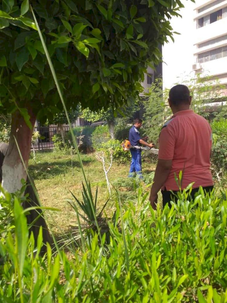 ضمن مبادرة 100 مليون شجرة تواصل أعمال تخطيط وتجميل المدن وزراعة الأشجار بمراكز المنيا