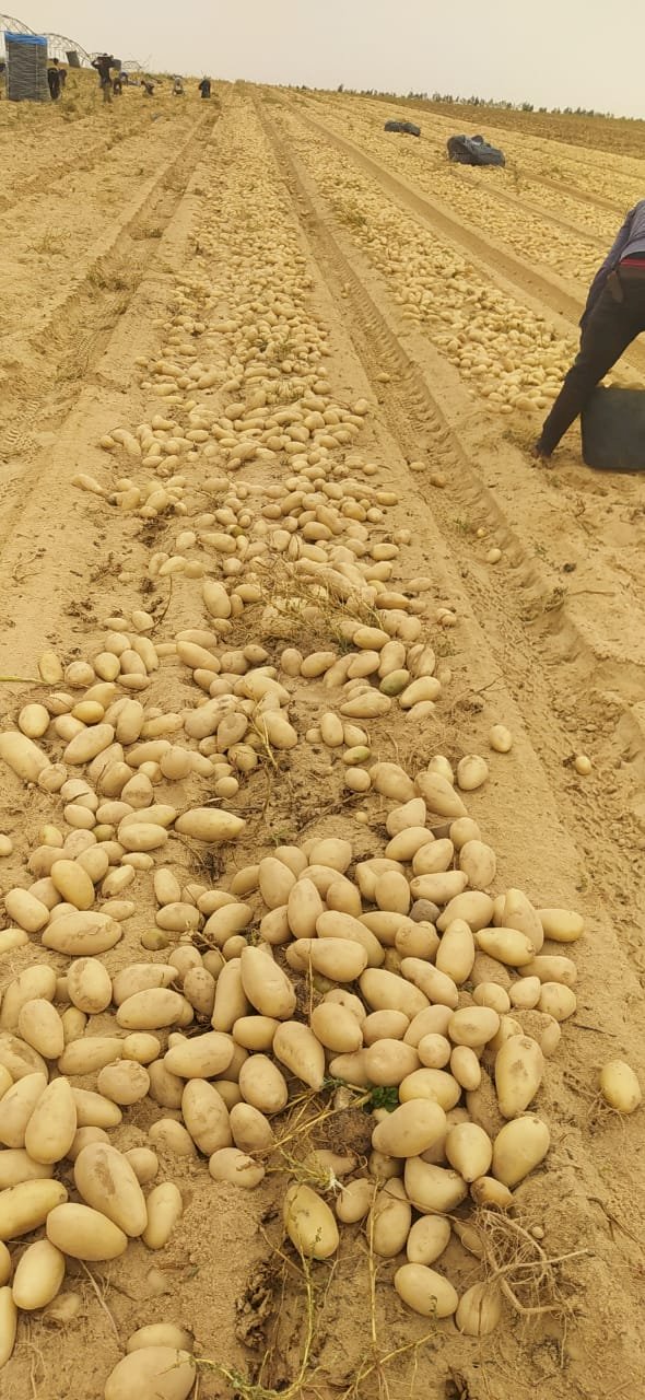 طفرة غير مسبوقة في فحص البطاطس المعدة للتصدير