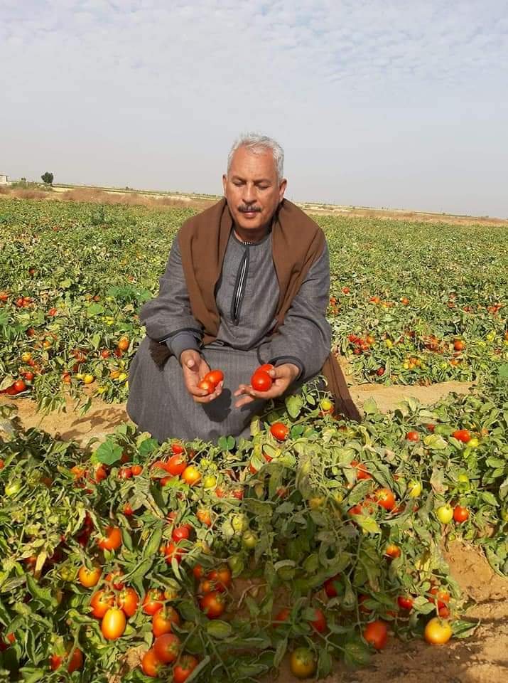 نقيب الفلاحين يتوقع جنون في اسعار الطماطم هذا الموسم