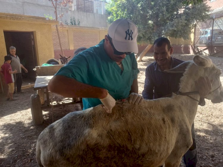 الزراعة:قافلة بيطرية لعلاج مواشي صغار المربين مجانا بالقليوبية