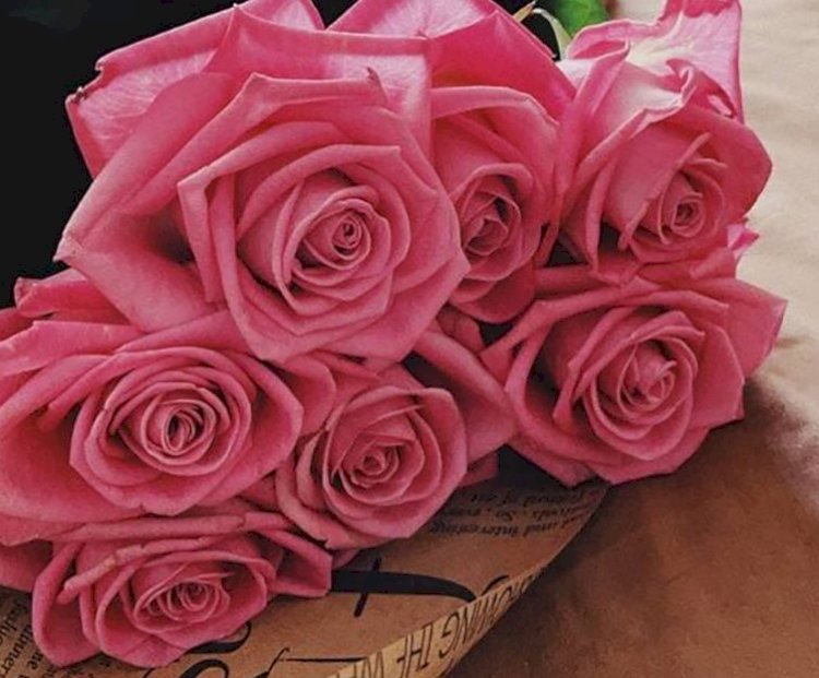 مليار مبروك دنيا راضي