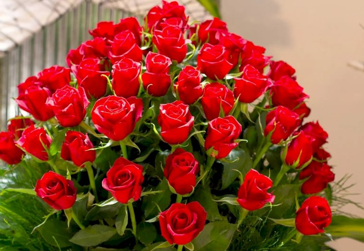 مليار مبروك سهام حارس