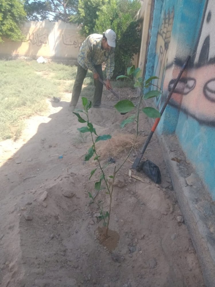 زراعة أشجار زينة ومثمرة بمركزي سمالوط ومطاي بالمنيا