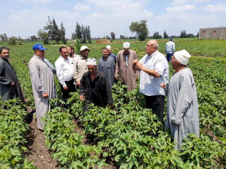 الزراعة تتابع حقول القطن بمحافظتي دمياط والبحيرة