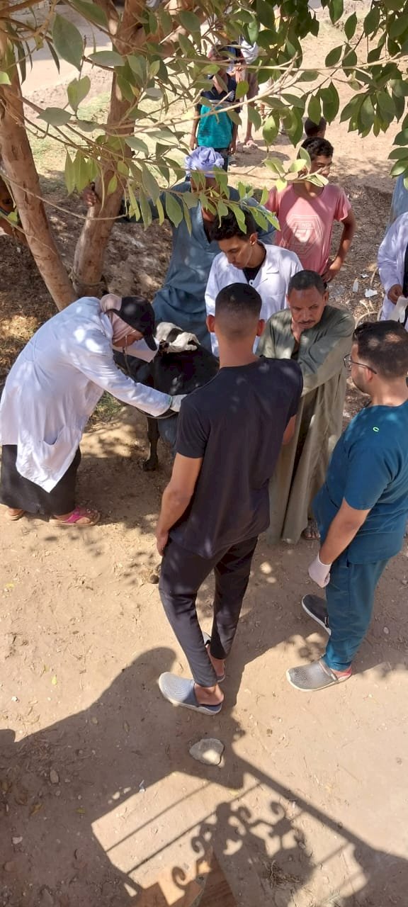 علاج ٧٦٥ رأس ماشية بقرية دندرة في قافلة بيطرية بقنا