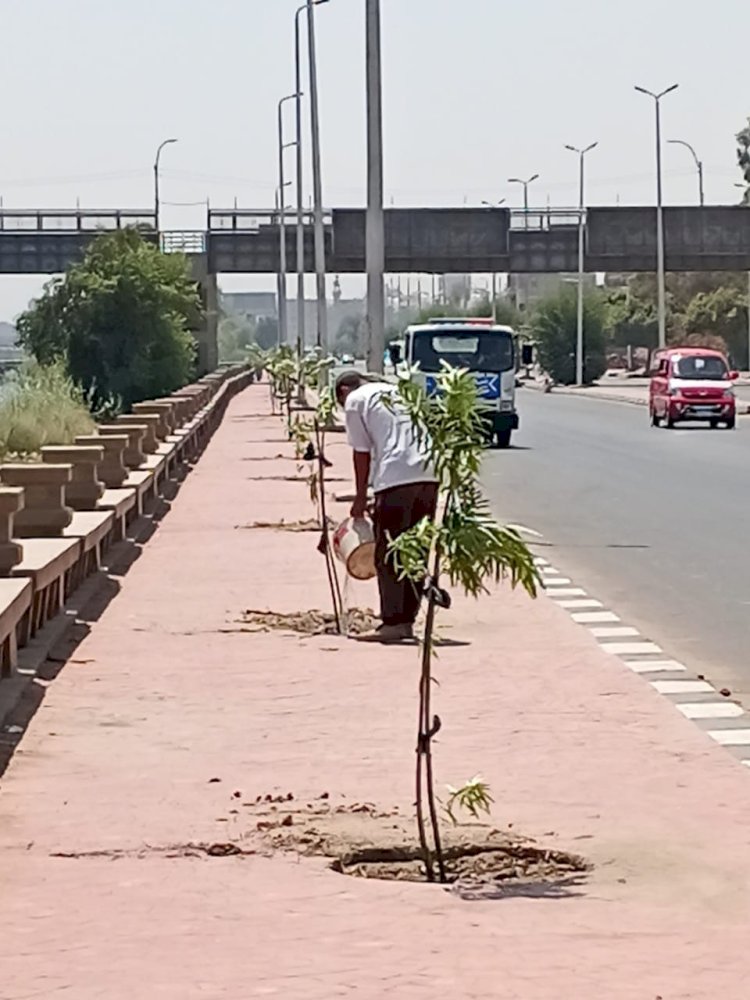 استمرار زراعة أشجار مثمرة وأخرى للزينة بمراكز المنيا