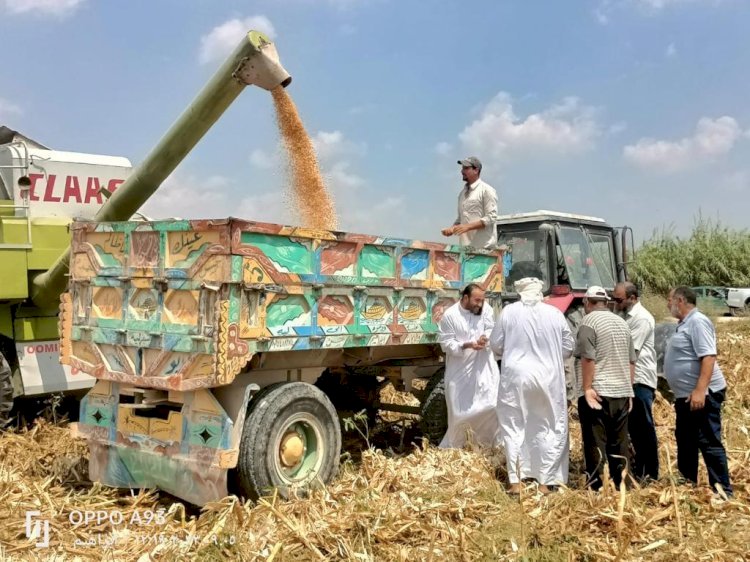 بدء حصاد ١٥٣ الفد فدان ذرة علي مستوي الجمهورية