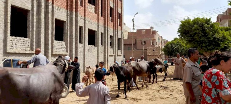 تقديم الخدمات البيطرية ل١٤٩٢ رأس ماشية بالمنيا