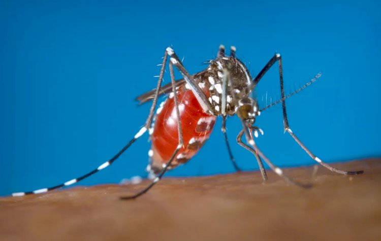 الجزائر تصدر قرارًا بتعقيم أي طائرة أوروبية بسبب البق