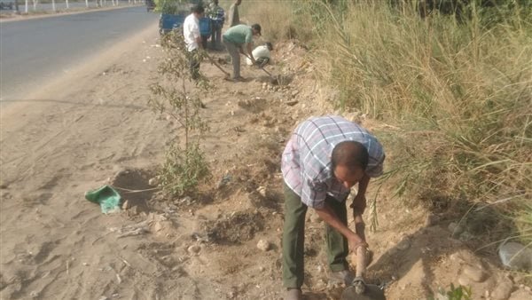 زراعة 92 شجرة مثمرة وزينة بطريق مصر أسوان الزراعي بالمنيا