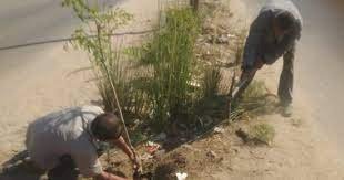 ضمن مبادرة ١٠٠ مليون شجرة..زراعة ٩٢ شجرة بطريق مصر اسوان الزراعي بالمنيا