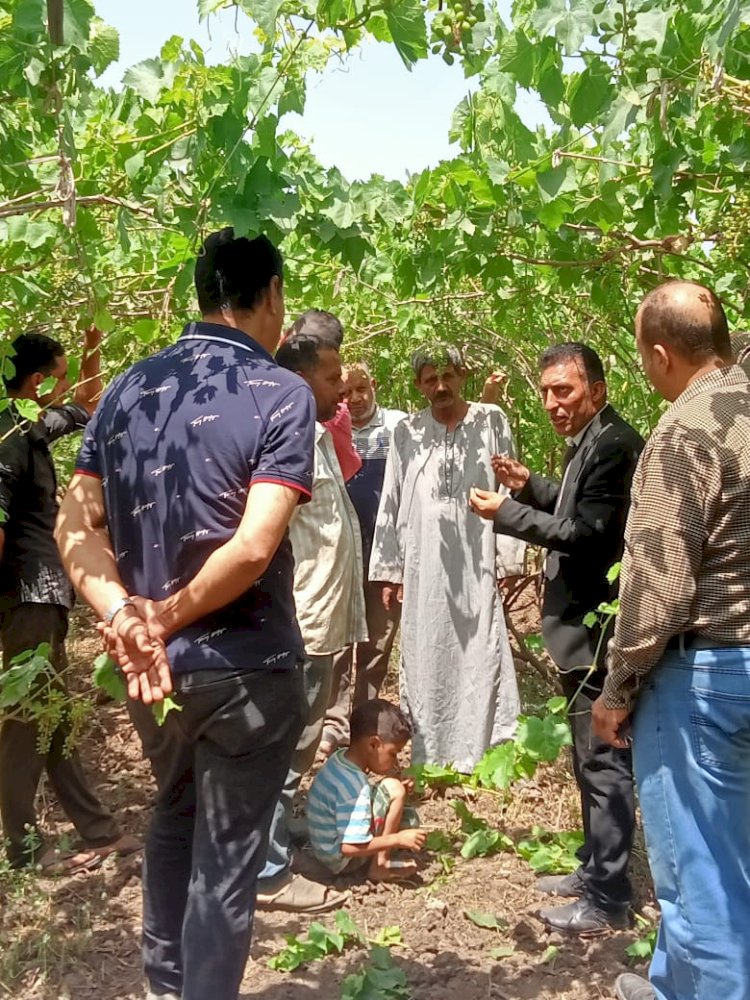 حصاد الانشطة البحثية والارشادية لمعهد امراض النباتات