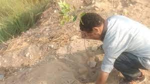 زراعة 87 شجرة مثمرة بمركز مطاي