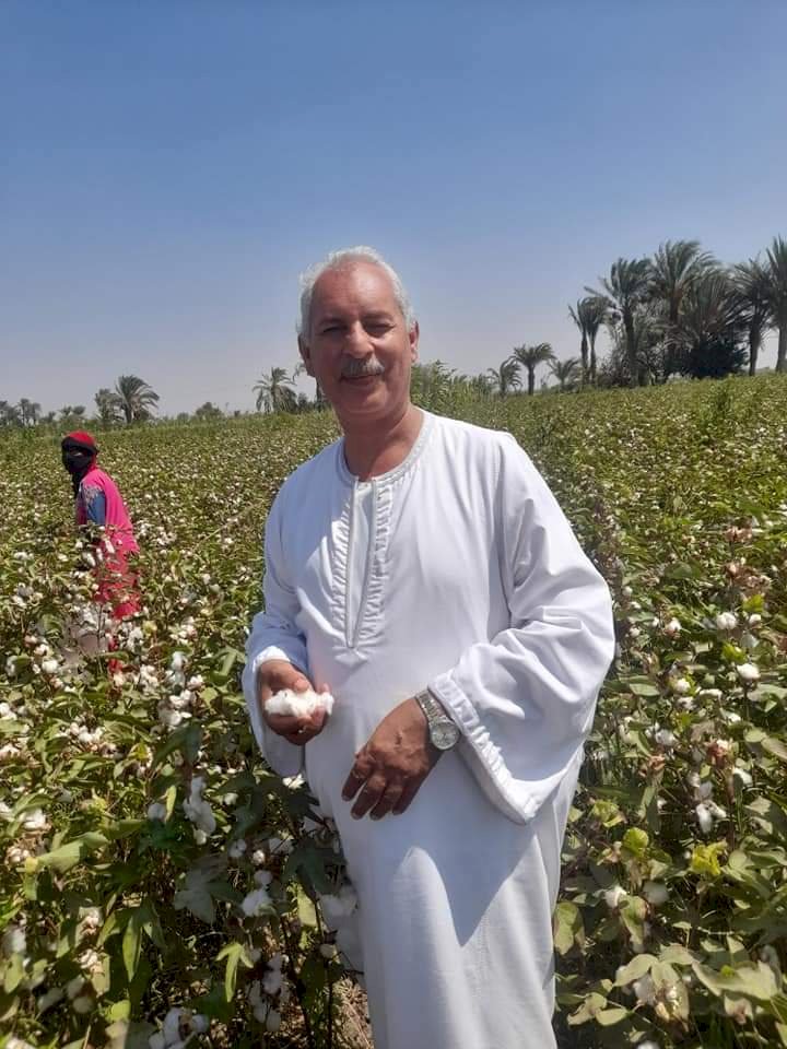 نقيب الفلاحين: أسعار القطن تقفز لأعلى سعر لها في التاريخ
