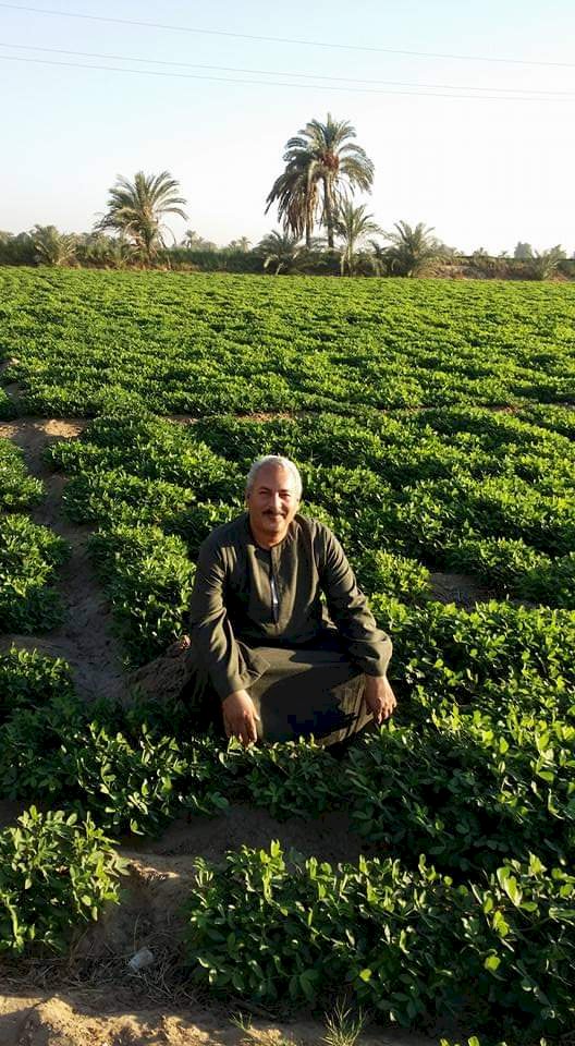 نقيب الفلاحين: الفول السوداني لم يعد مكسرات الغلابة بسبب سعره