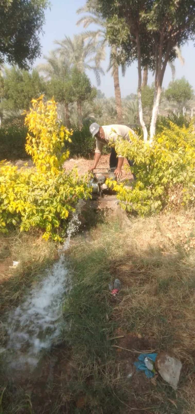 زراعة 84 شجرة مثمرة وأخرى للزينة بالطريق الدائري بمركز مطاي بالمنيا