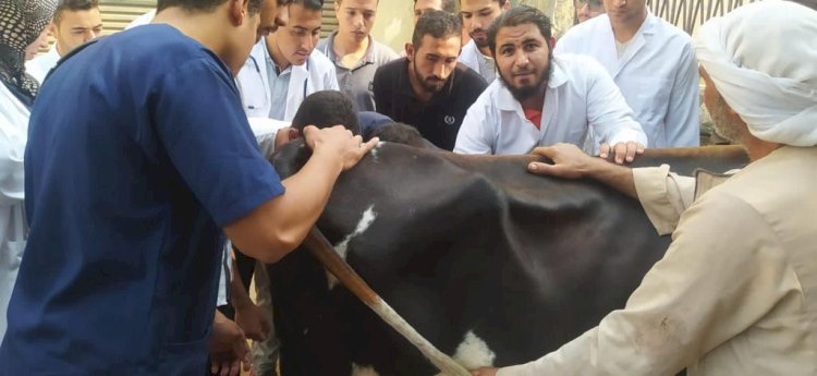 قافلة بيطرية لعلاج مواشي صغار المربين بالمنيا