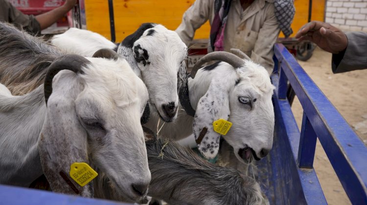 الزراعة وايفاد تدعمان المرأة المعيلةب"٢٧٣٠"رأس ماعز