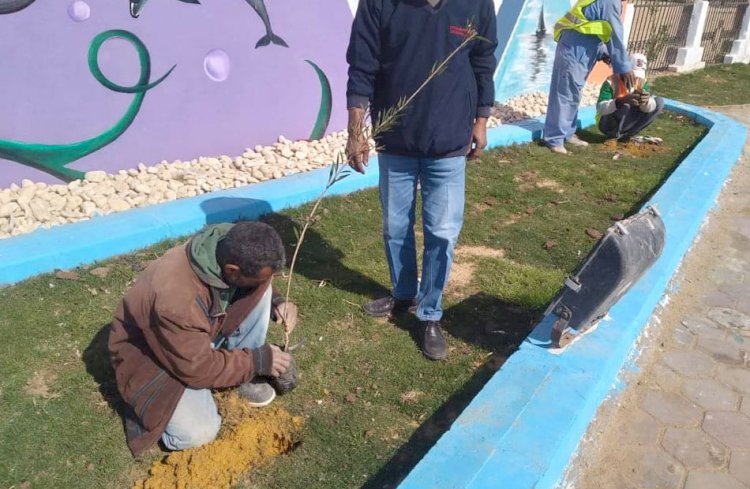 زراعة شتلات وفعاليات للمشاركة السياسية في المنيا