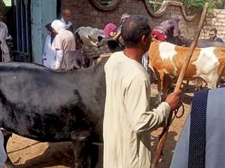 جهود مكثفة في زراعة وطب بيطري المنيا