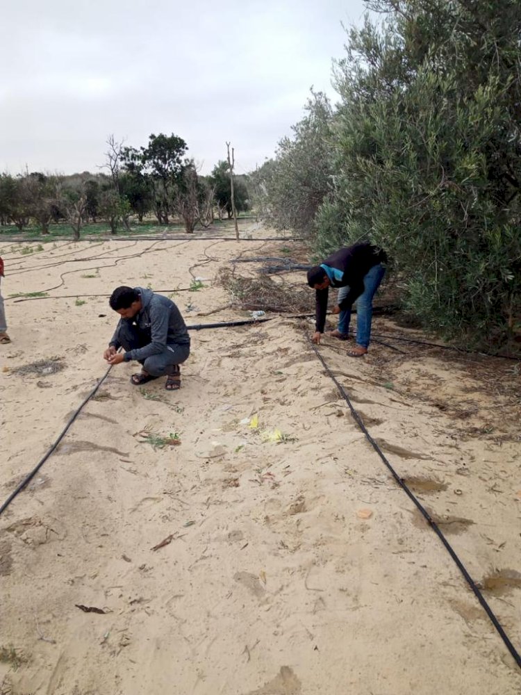 بحوث الصحراء ينظم قوافل ارشادية لمزارعي المحاصيل الاستراتيجية بسيناء