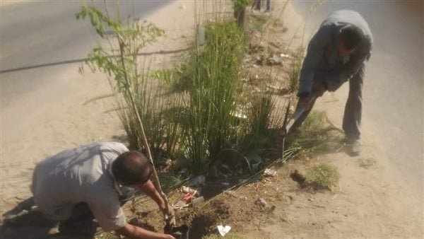 نشاط مكثف لزراعة وتضامن المنيا