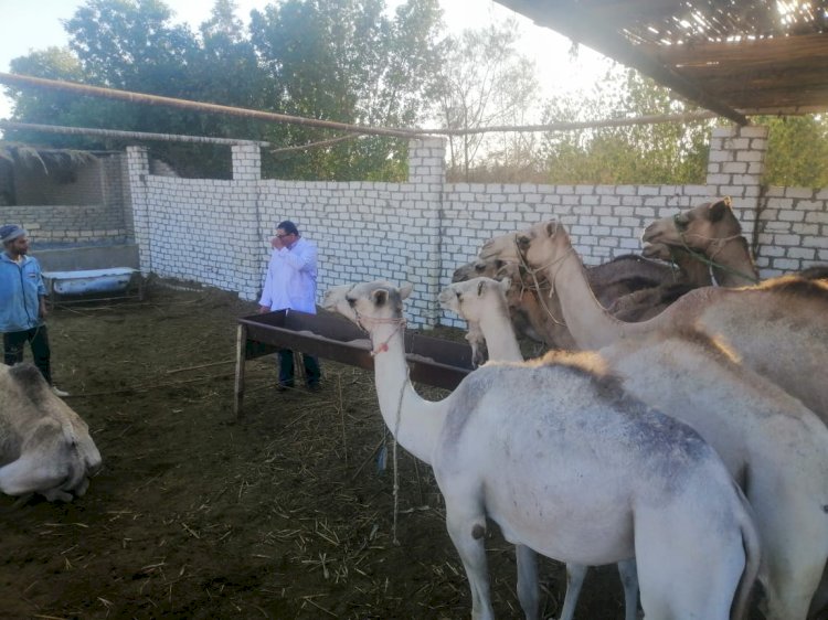 قوافل بيطرية لتنمية الثروة الحيوانية بسيناء