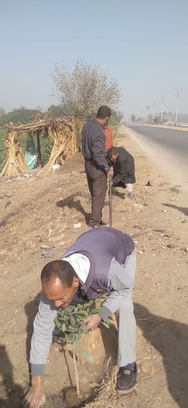 زراعة 175 شجرة في مركز مطاي بالمنيا ضمن مبادرة 100 مليون شجرة