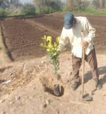 زراعة 180 شجرة مثمرة في مركز مطاي بالمنيا ضمن مبادرة 100 مليون شجرة