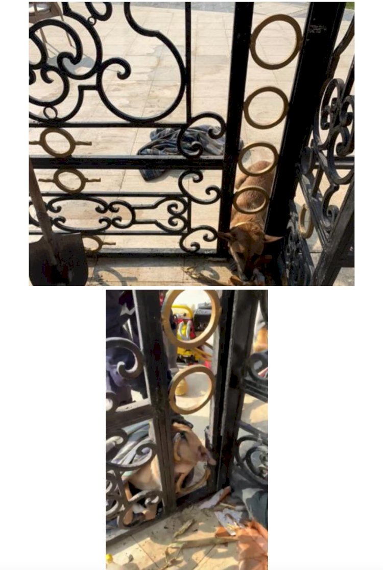 الحماية المدنية تنقذ "كلب "الفيوم