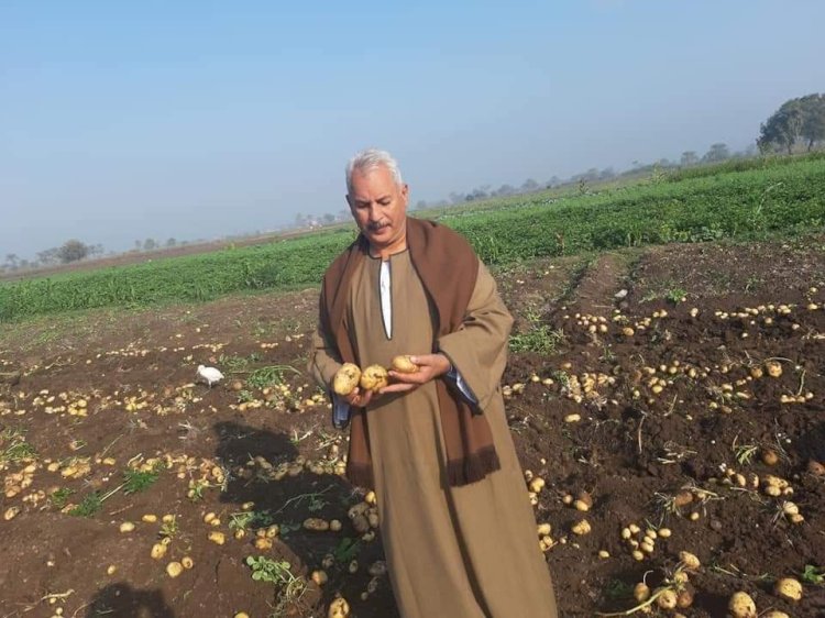 نقيب الفلاحين: يدق ناقوس الخطر طن تقاوي البطاطس وصل 100  الف جنيه