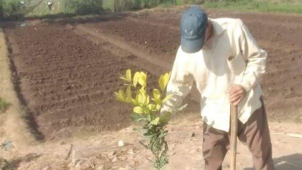 ضمن مبادرة 100 مليون شجرة.. زراعة 200 شجرة بمركزي سمالوط وبنى مزار