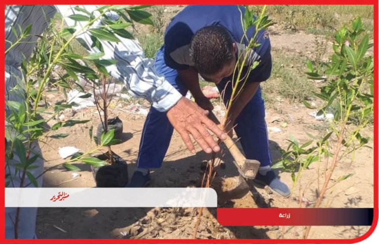 زراعة 215 شجرة مثمرة فى مركز مطاى ضمن مبادرة "100 مليون شجرة"