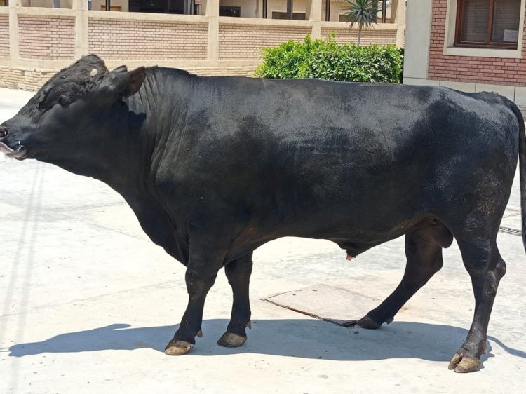 الزراعة:معهد الانتاج الحيواني يتبني خطة لزيادة اعداد الحيوانات