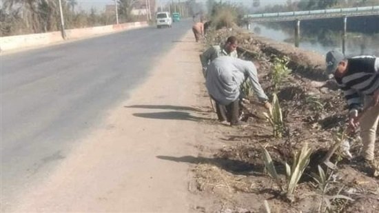 لمواجهة التغيرات المناخية.. زراعة أشجار مثمرة وزينة بمركزي مطاى والمنيا ..المبادرة الرئاسية للتشجير