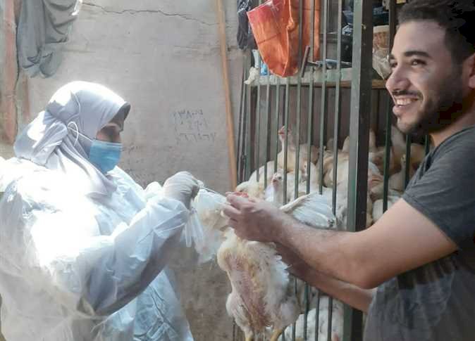 تحصين مليون طائر ضد مرض أنفلونزا الطيور بالمنيا