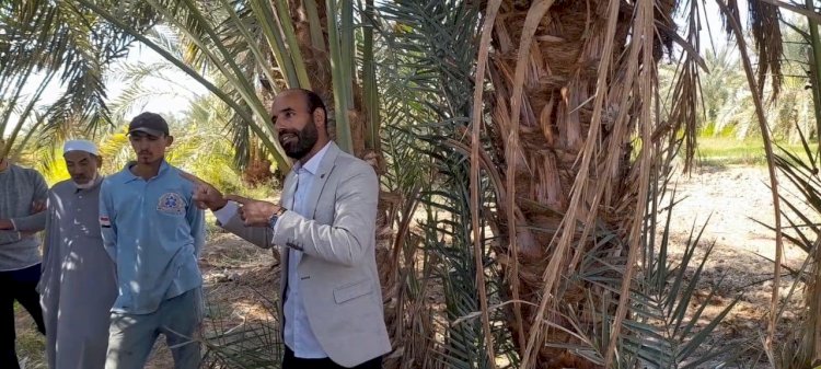 الزراعة:تكافح سوسة النخيل الحمراء