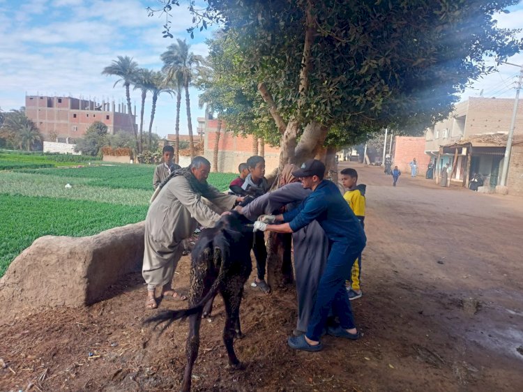 الزراعة تفحص ماشية صغار المربين باسيوط في اطار مبادرة حياة كريمة